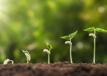 concept agriculture planting seeding growing step in garden with sunshine