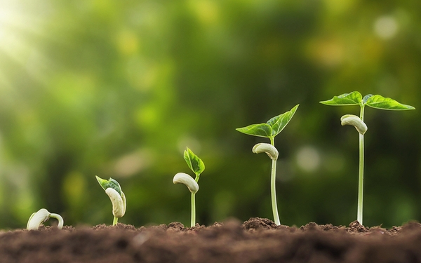 concept agriculture planting seeding growing step in garden with sunshine