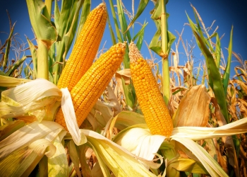 Corn field,close up