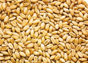 Wheat on wooden floor