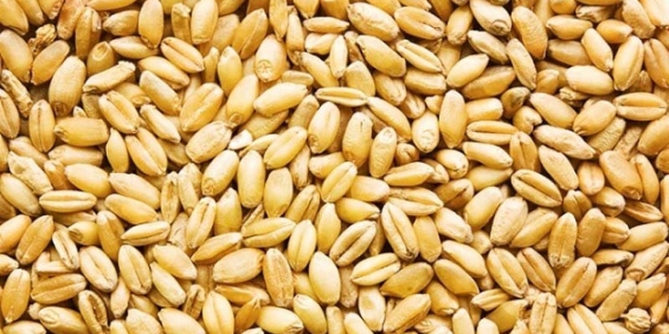 Wheat on wooden floor