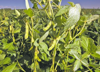 Phil Hossack / Winnipeg Free Press FILES
Soybeans ripen in an Interlake field last summer. The longer-to-mature crop is becoming more popular in the province.