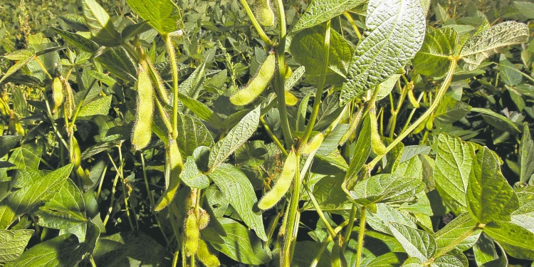 Phil Hossack / Winnipeg Free Press FILES
Soybeans ripen in an Interlake field last summer. The longer-to-mature crop is becoming more popular in the province.