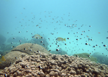 FILE - Fish swim near some bleached coral at Kisite Mpunguti Marine park, Kenya, June 11, 2022. For the first time, United Nations members have agreed on a unified treaty on Saturday, March 4, 2023, to protect biodiversity in the high seas — nearly half the planet’s surface. (AP Photo/Brian Inganga, File)