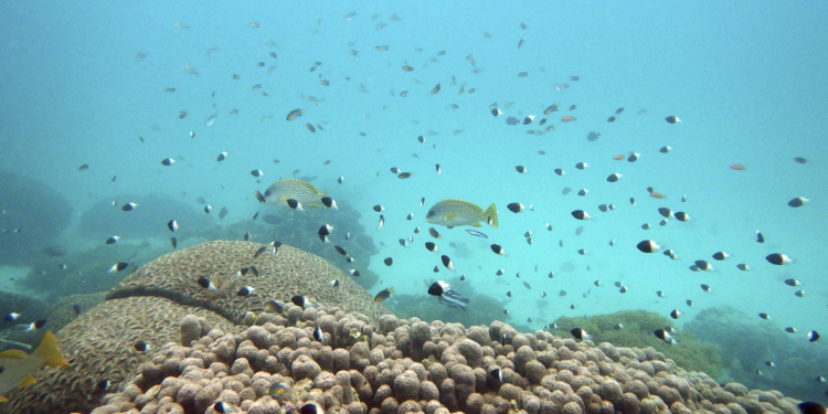 FILE - Fish swim near some bleached coral at Kisite Mpunguti Marine park, Kenya, June 11, 2022. For the first time, United Nations members have agreed on a unified treaty on Saturday, March 4, 2023, to protect biodiversity in the high seas — nearly half the planet’s surface. (AP Photo/Brian Inganga, File)
