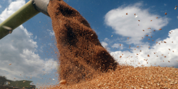 FILE PHOTO: A combine harvester loads a truck with wheat in a field near the village of Hrebeni in Kyiv region, Ukraine July 17, 2020. REUTERS/Valentyn Ogirenko